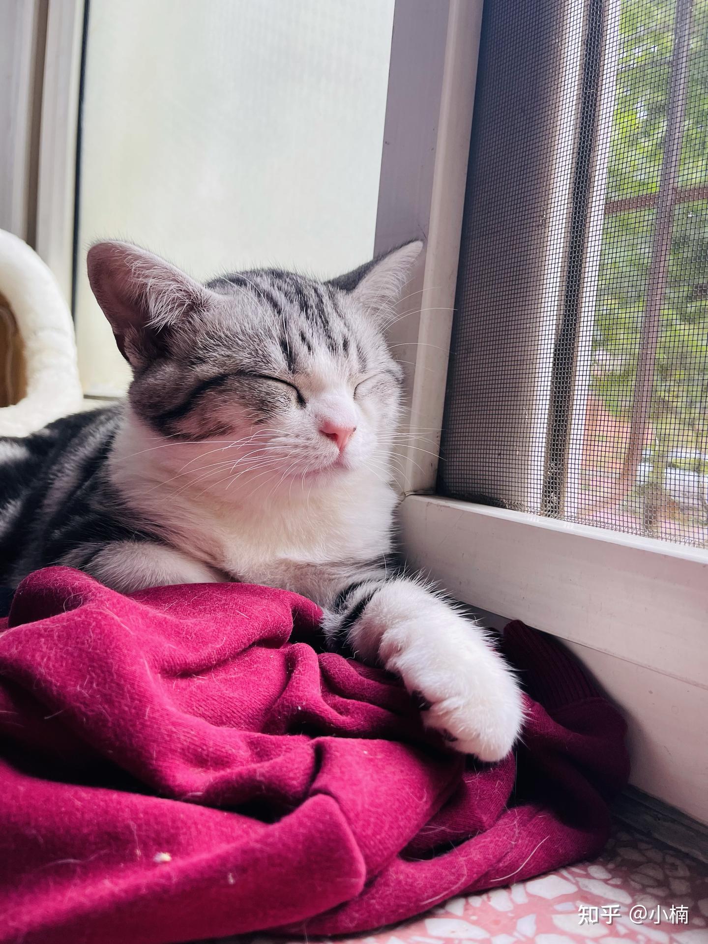 一只猫，是怎么俘获长辈的心 - 知乎