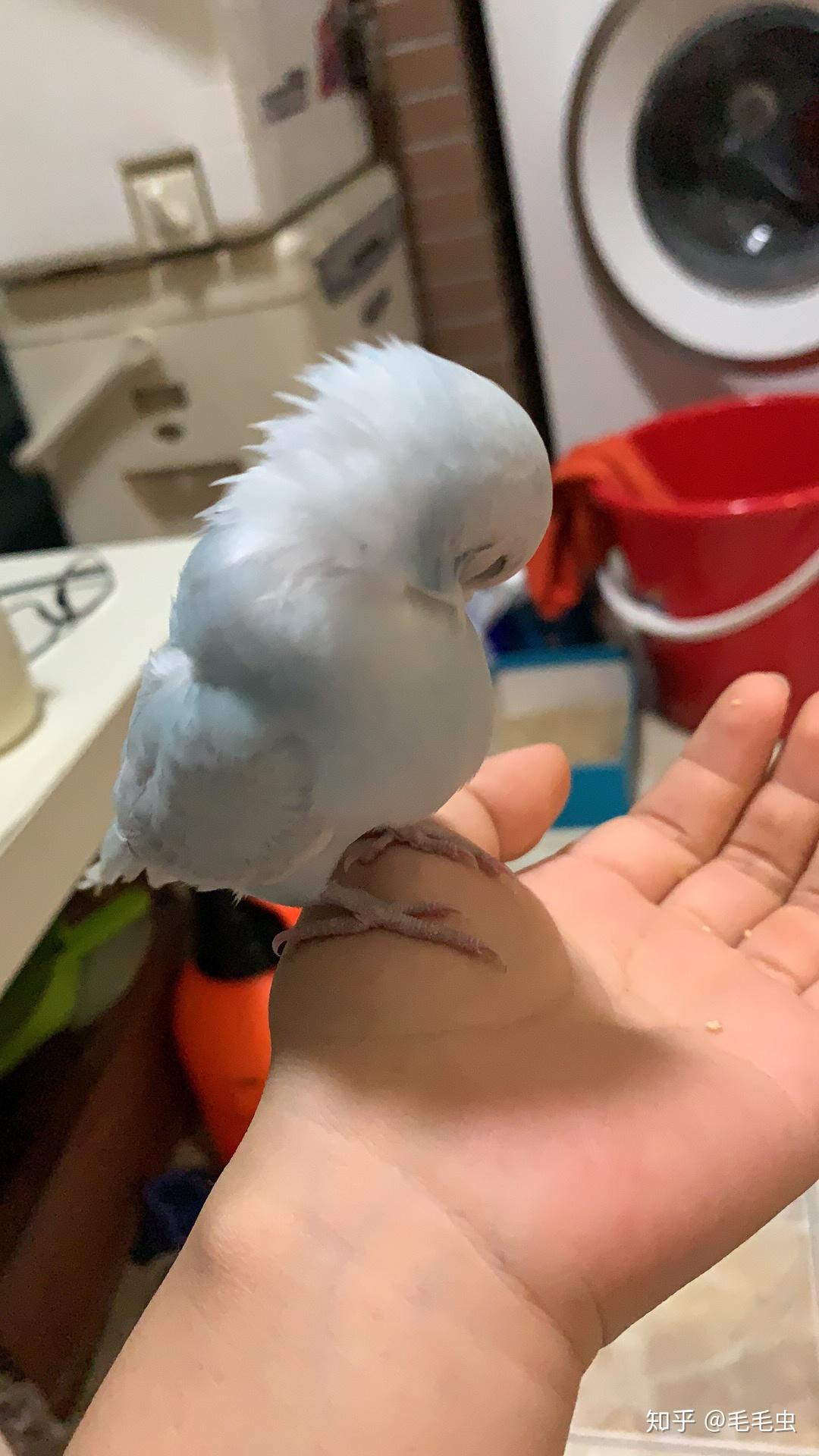 手养虎皮鹦鹉新手一枚