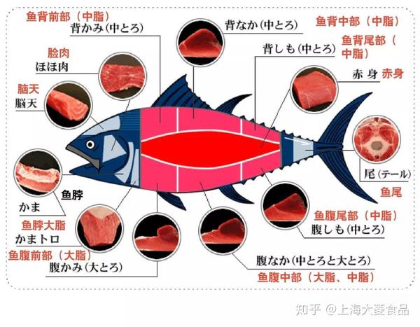 冰鲜蓝鳍金枪鱼这个以肥为美的世界油脂度是衡量金枪