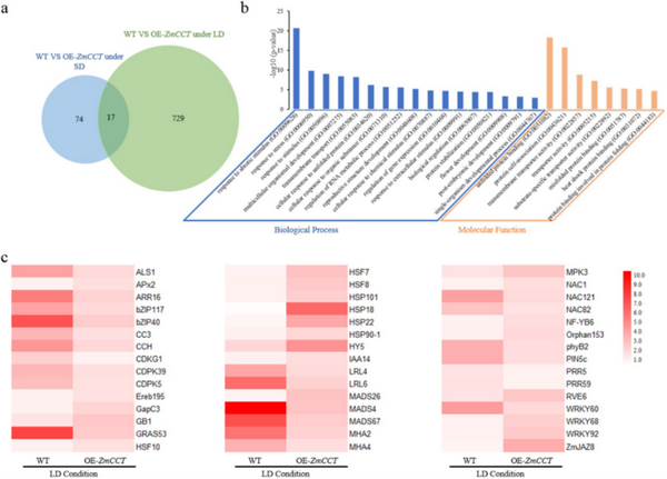 BMC Plant Biol｜DAP-seq和RNA-seq揭示转录因子ZmCCT调节玉米光周期依赖性开花和胁迫响应 - 知乎