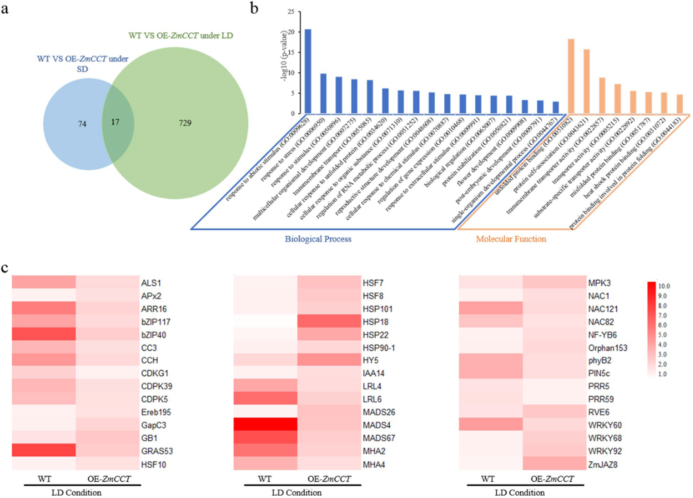 BMC Plant Biol｜DAP-seq和RNA-seq揭示转录因子ZmCCT调节玉米光周期依赖性开花和胁迫响应 - 知乎