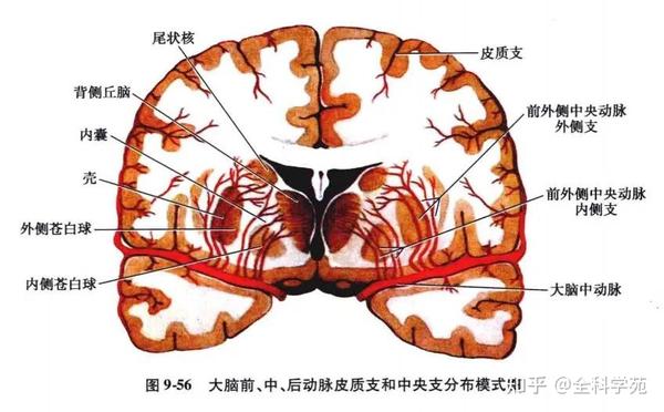 脑血管的解剖学及其病变时的临床症状(二) - 知乎