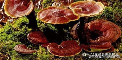 桑黄 灵芝 灰树花 猴头菇 巴西蘑菇 桦树茸等介绍和对比 知乎