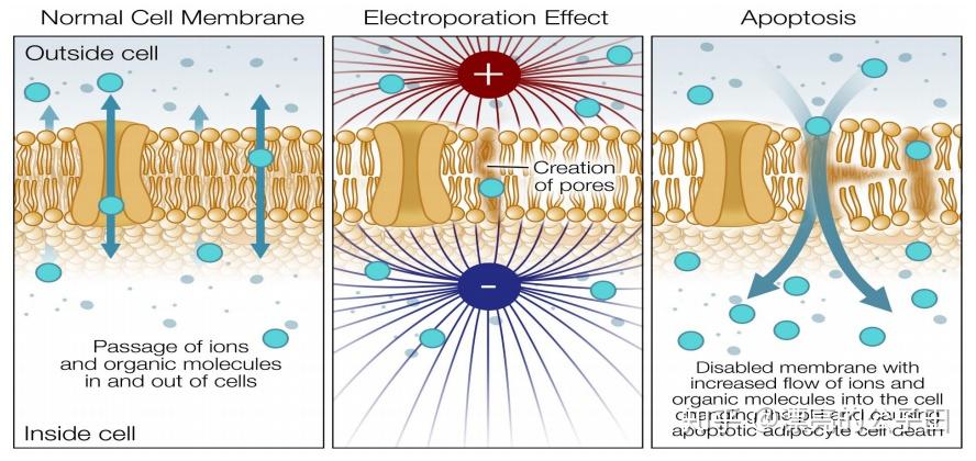 【原理】电穿孔技术:正常脂肪细胞膜的小孔自行调节不同物质进出离子.