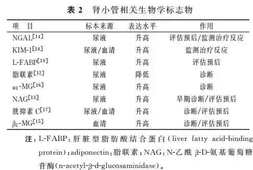 1 基于肾脏结构的生物学标志物分类