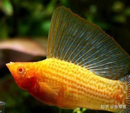 2  玛丽鱼的种类