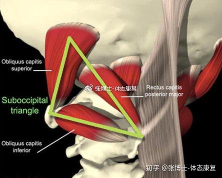 【译文分享】枕下三角区与头痛的关系,枕下肌群的松解方法