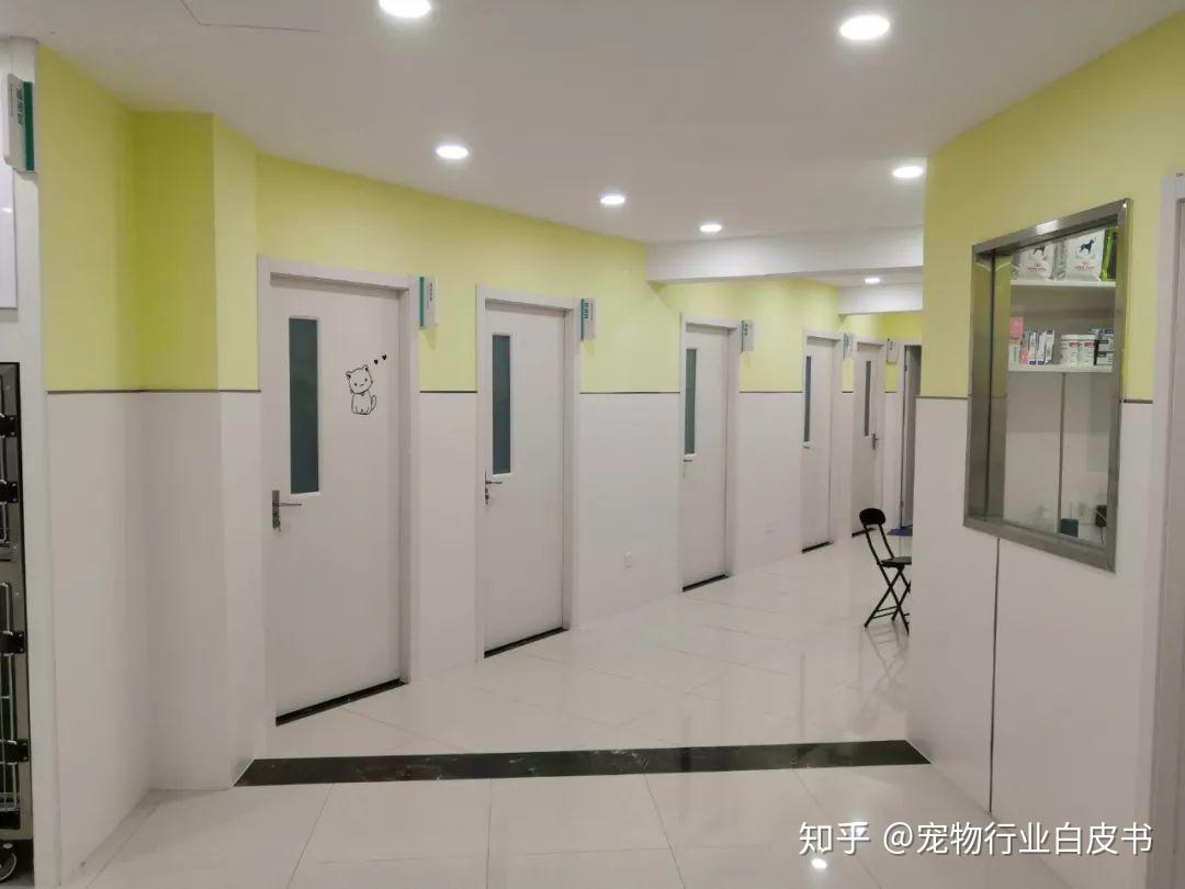 独家佳雯宠物医院谢作缎连锁宠物医院面临四大考验未来发力点在人效和