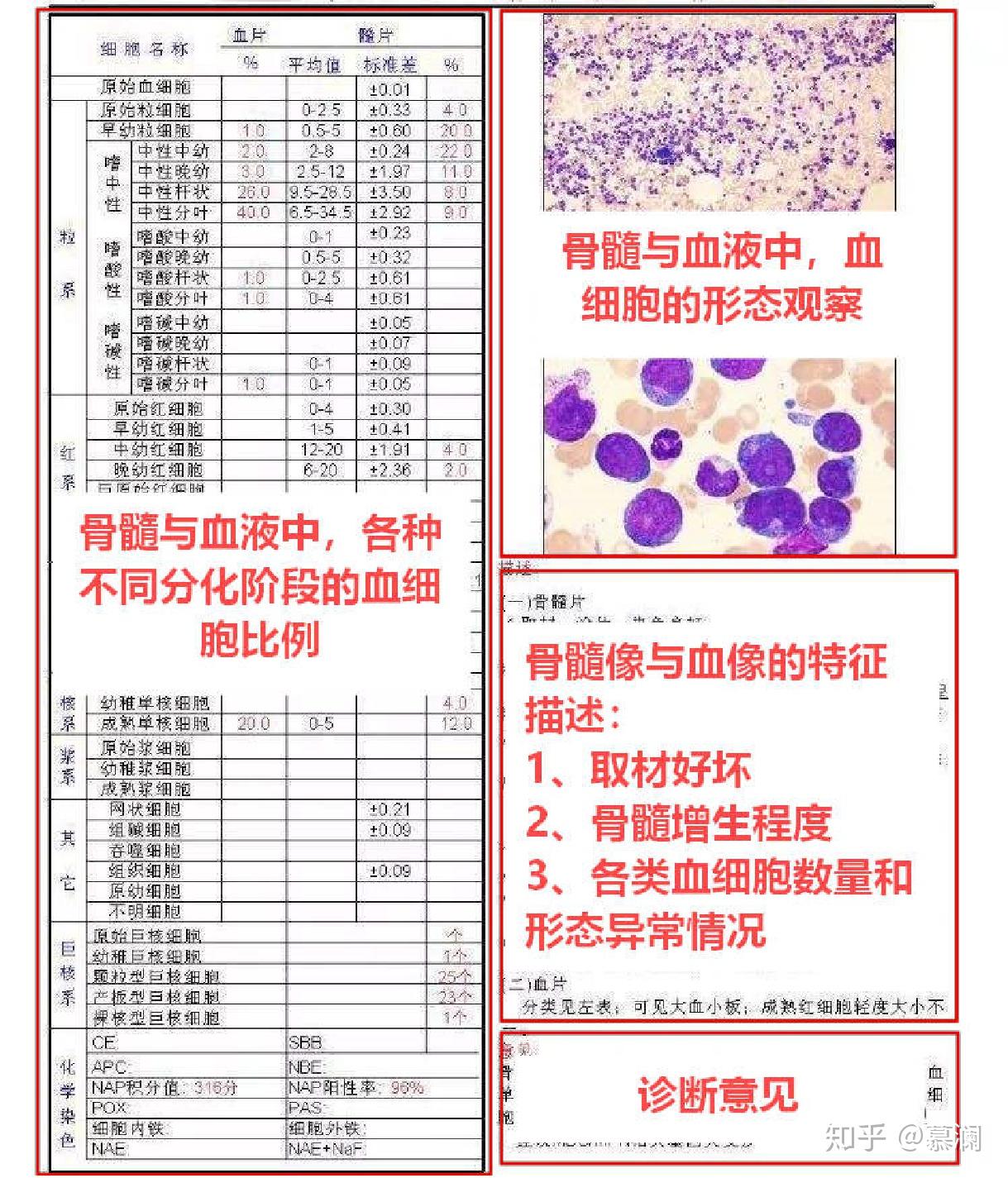 报告主要有4部分:各类血细胞的比例计数,显微镜观察的结果图示,骨髓象