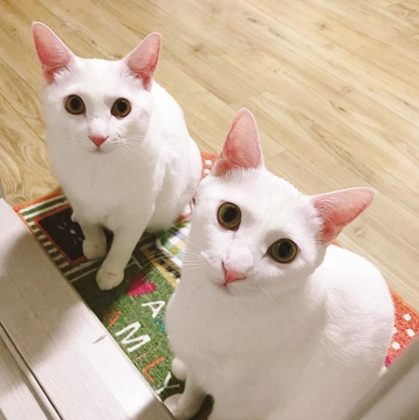 吸猫大会土耳其梵科迪斯猫mihomang