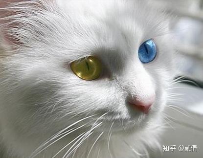 每天带你了解一种猫——临清狮子猫 - 知乎