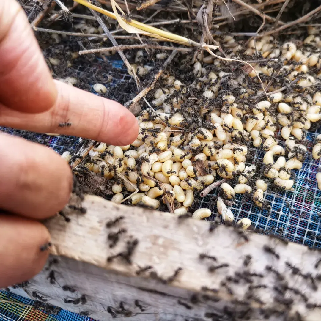风味人间中墨西哥蚂蚁卵61印第安食虫食花文化