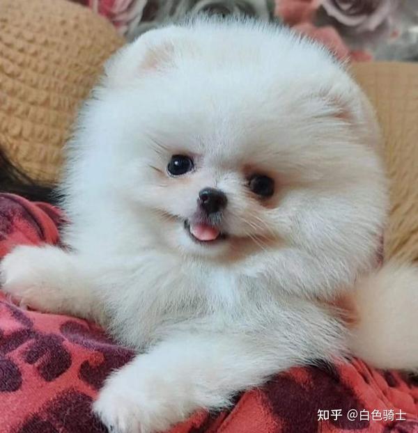 博美犬饲养时应注意的事项 知乎