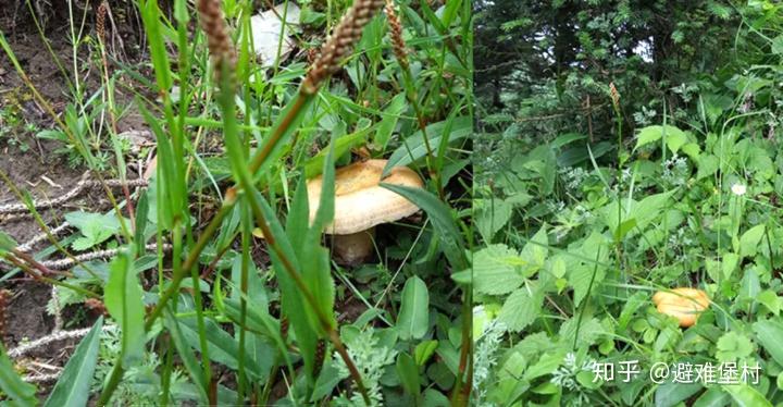 地虫草的功效与作用食用方法 v2-70ad3de758e237fb1a80a504c4a78a6a_r.jpg