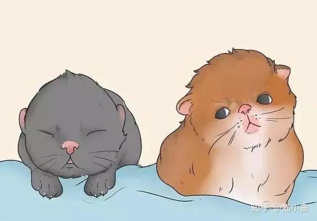 怎样判断猫的年龄?