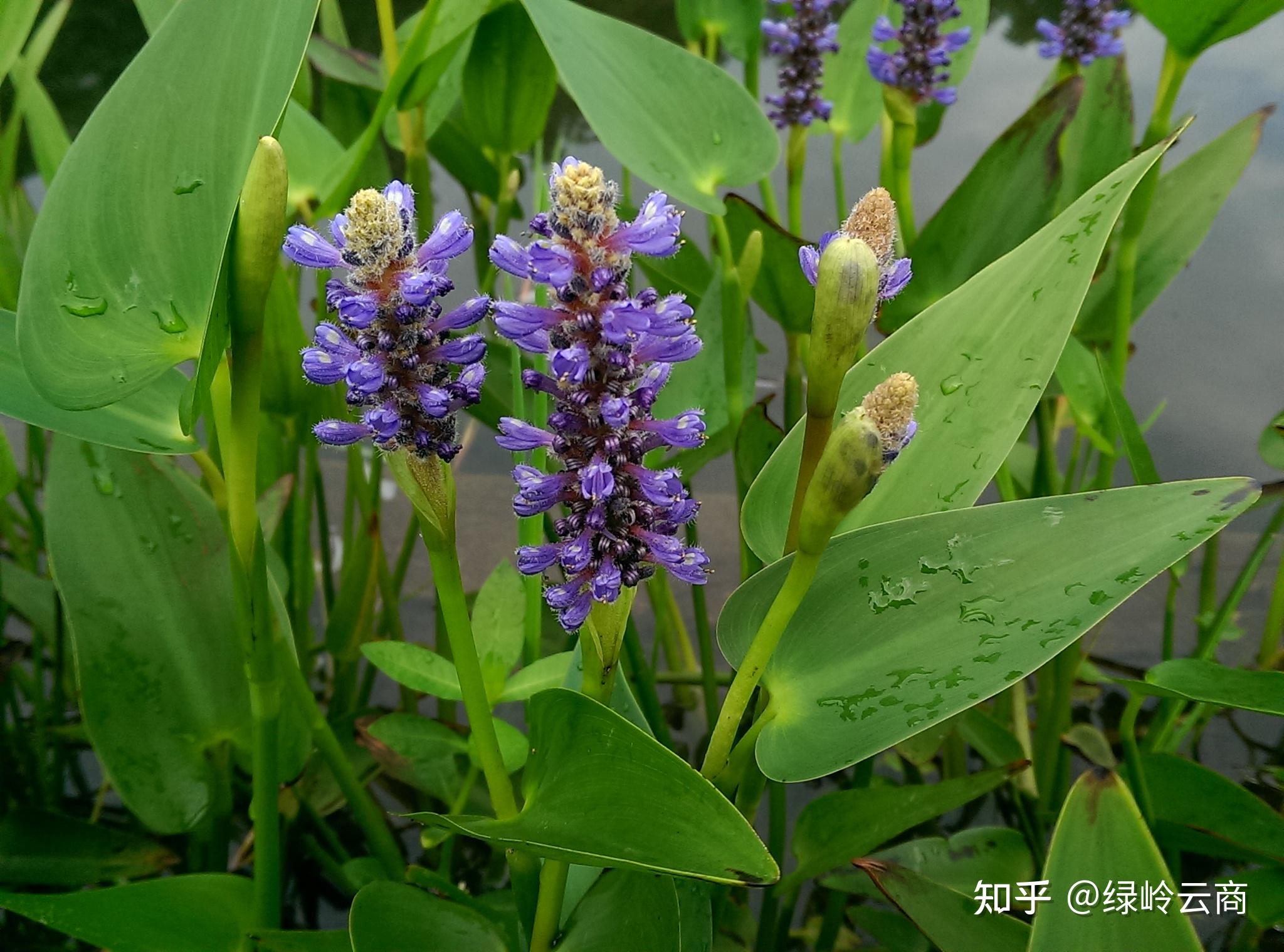 眼子菜:生长于泉水汇聚的缓流中,根茎发达,白色,分布于陕西南部.