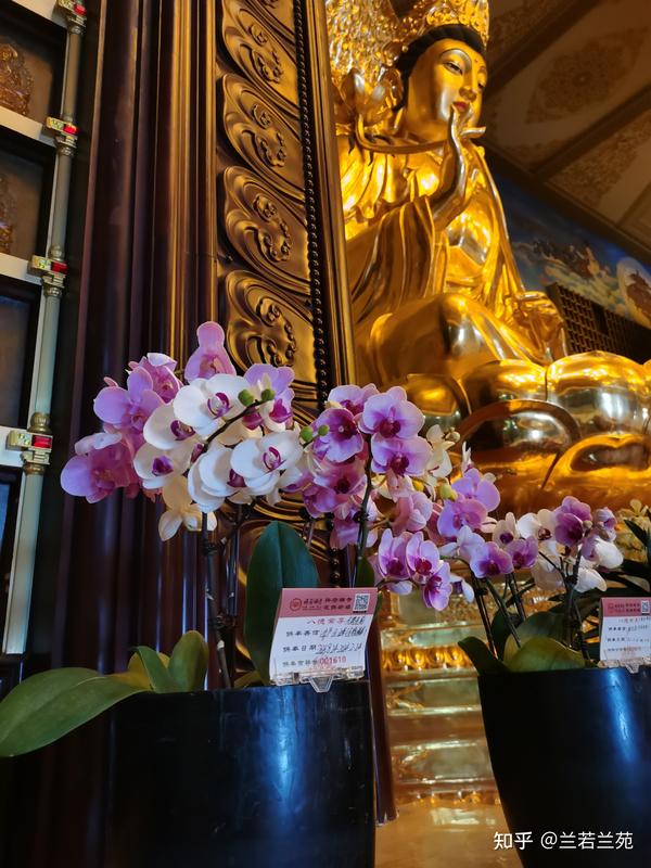 供花深刻认识[佛前供花]，一生处世如花 - 知乎
