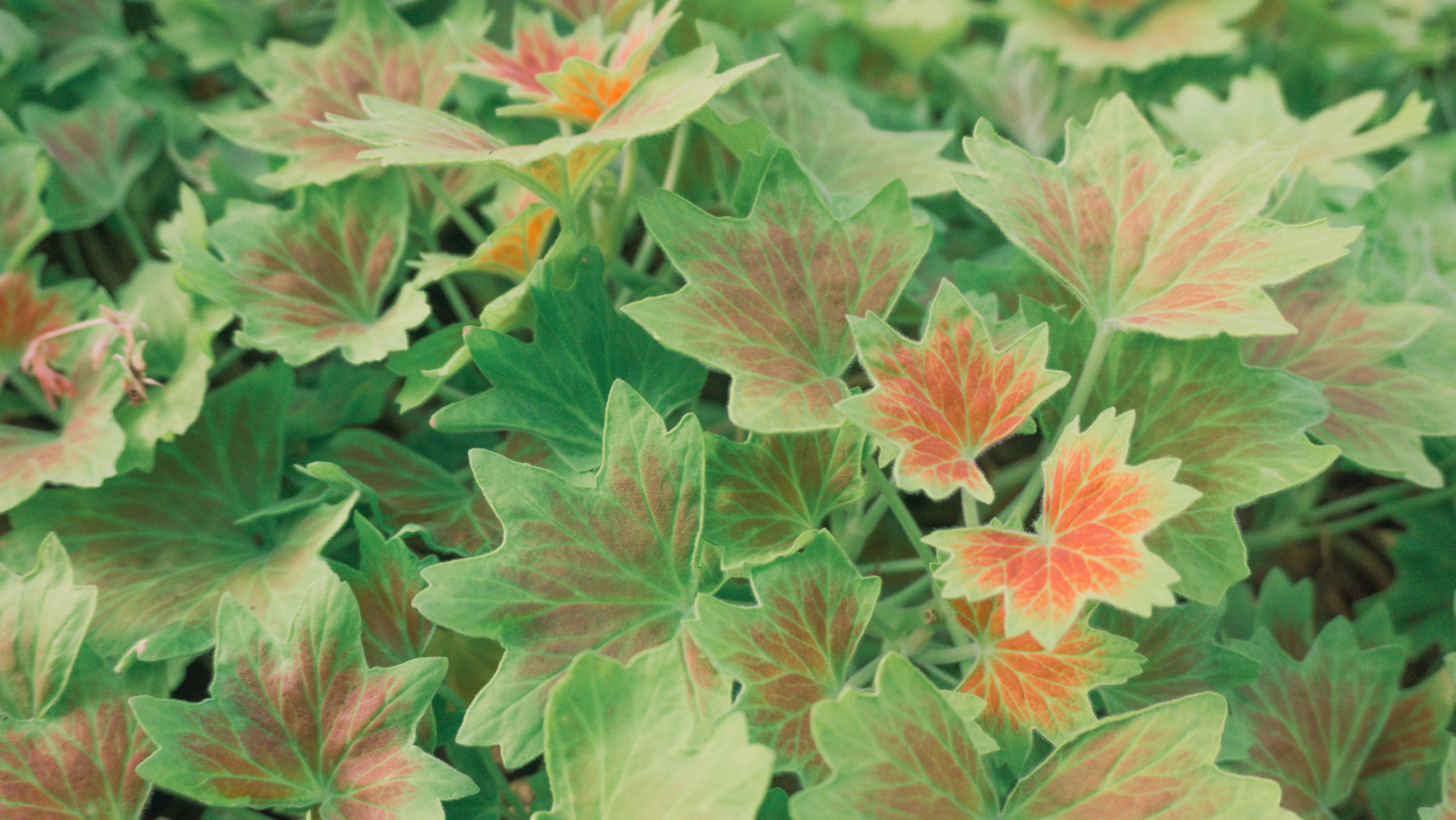 朝闻道若水礼札纲2021版