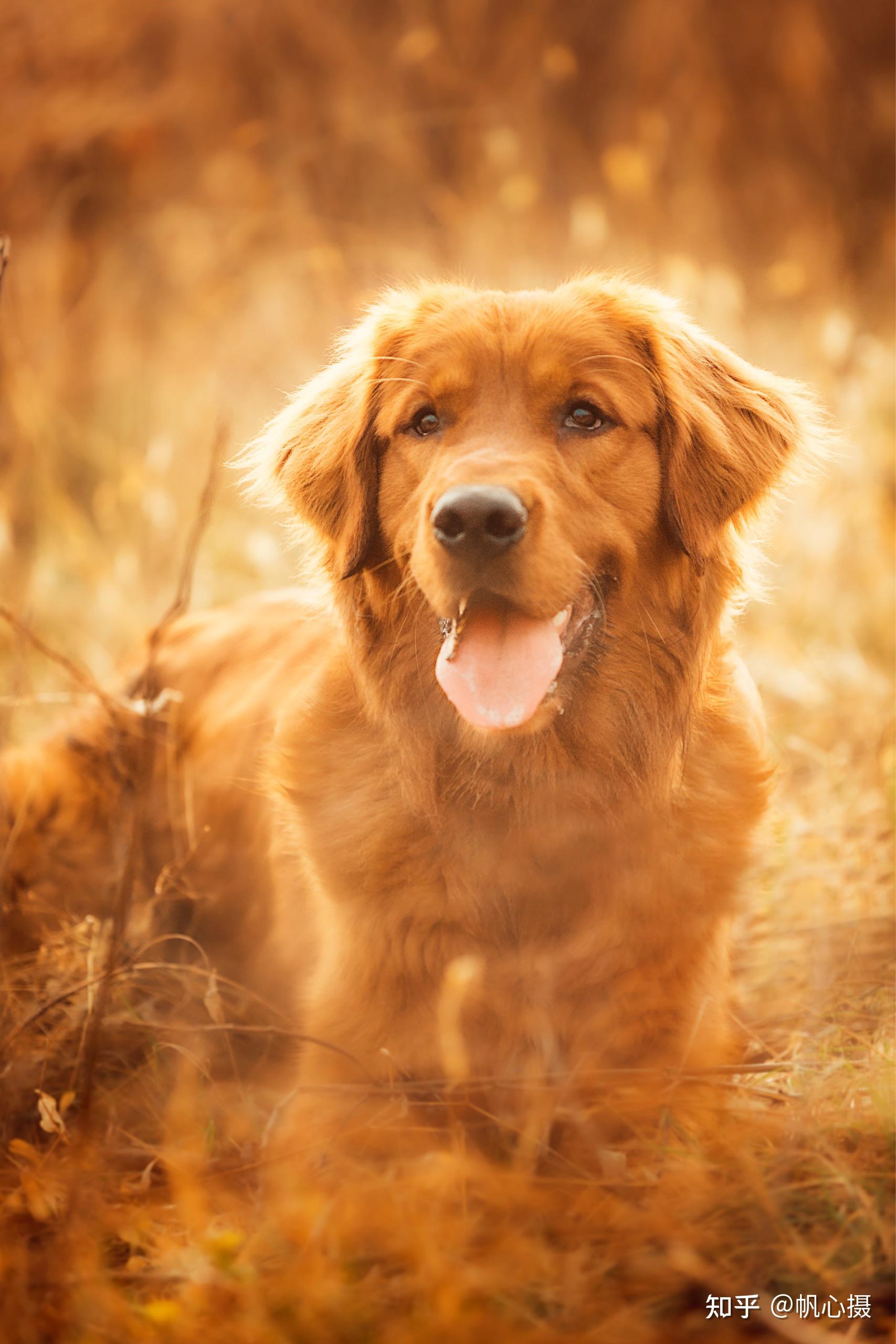 如何选择一只高质量金毛幼犬