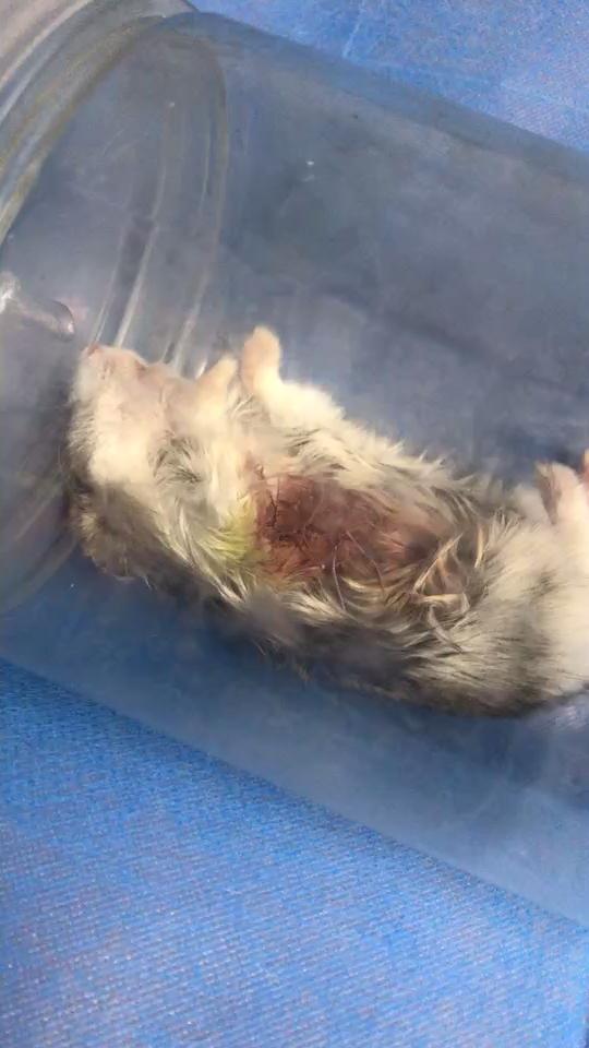 仓鼠胳膊下面的肉瘤图片