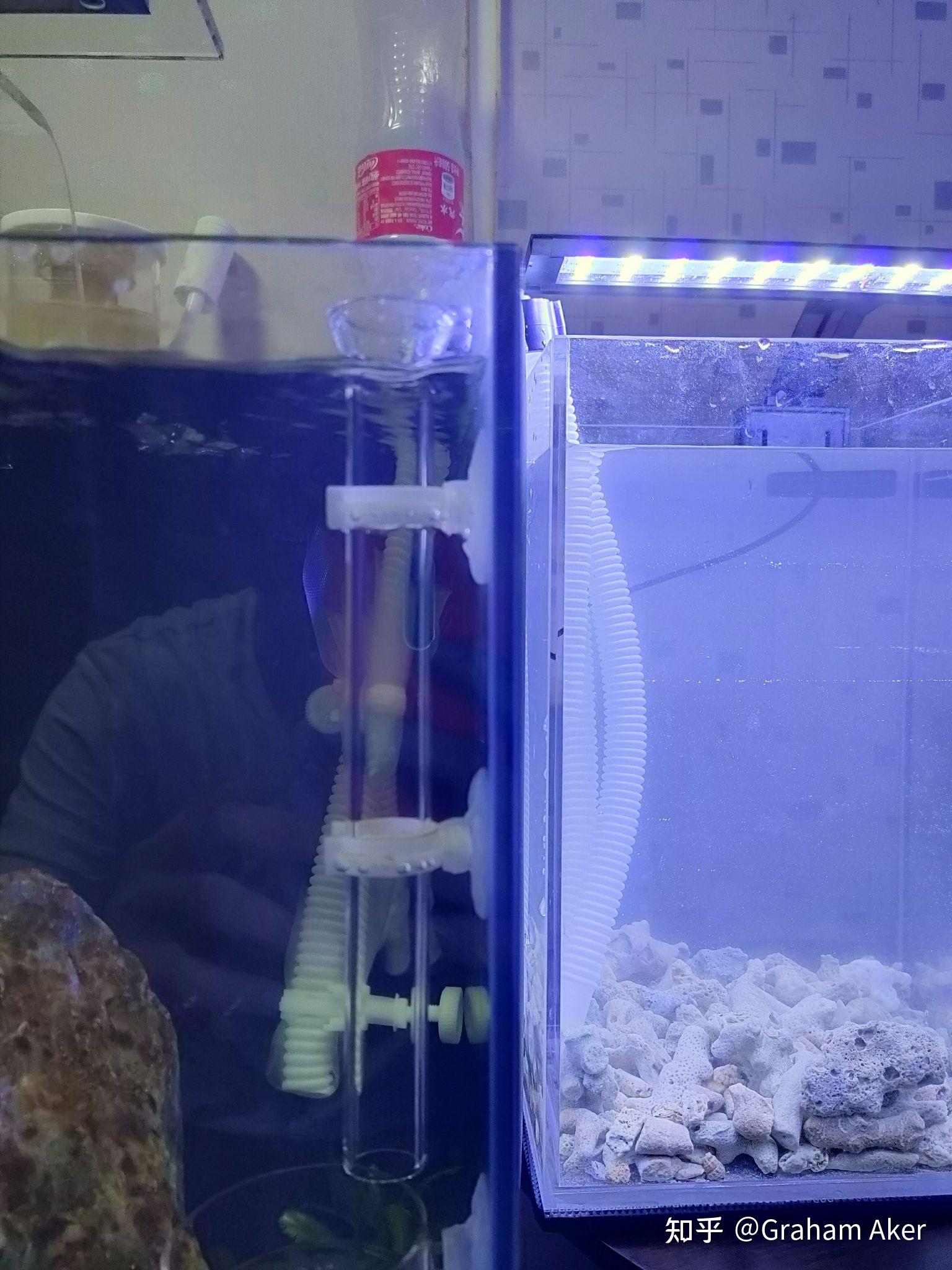 动物过温过水后放入主缸,将大羽毛藻和葡萄藻移至藻缸,并移除白化部分