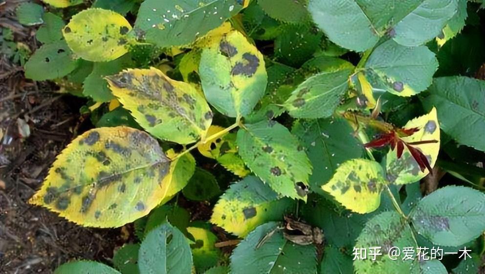 养花7种“病害”，对植物危害大，园艺师教你，如何科学处理- 知乎