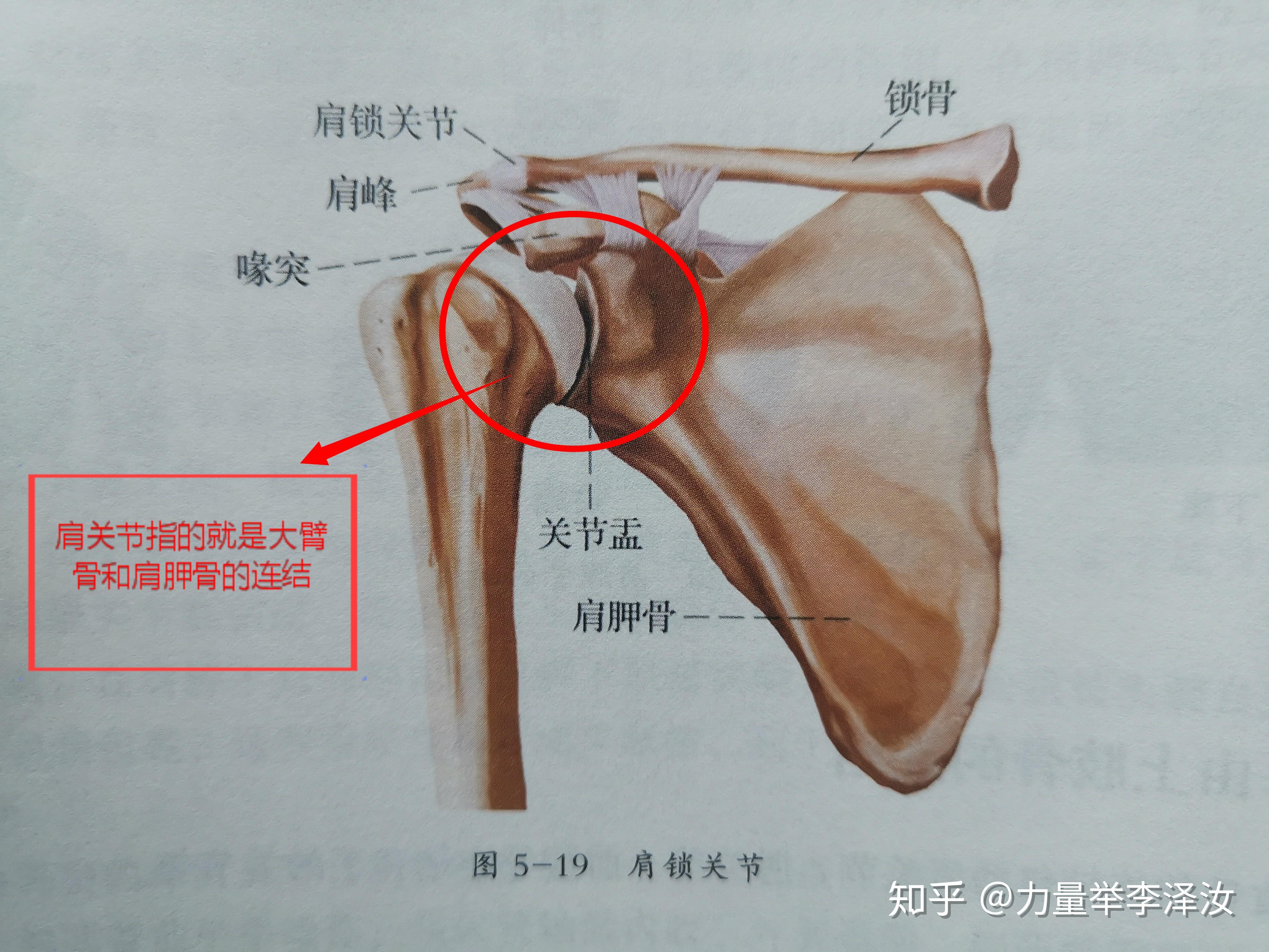 缓解健身中肩肘不适的思路上为何胸椎问题会导致肩肘不适