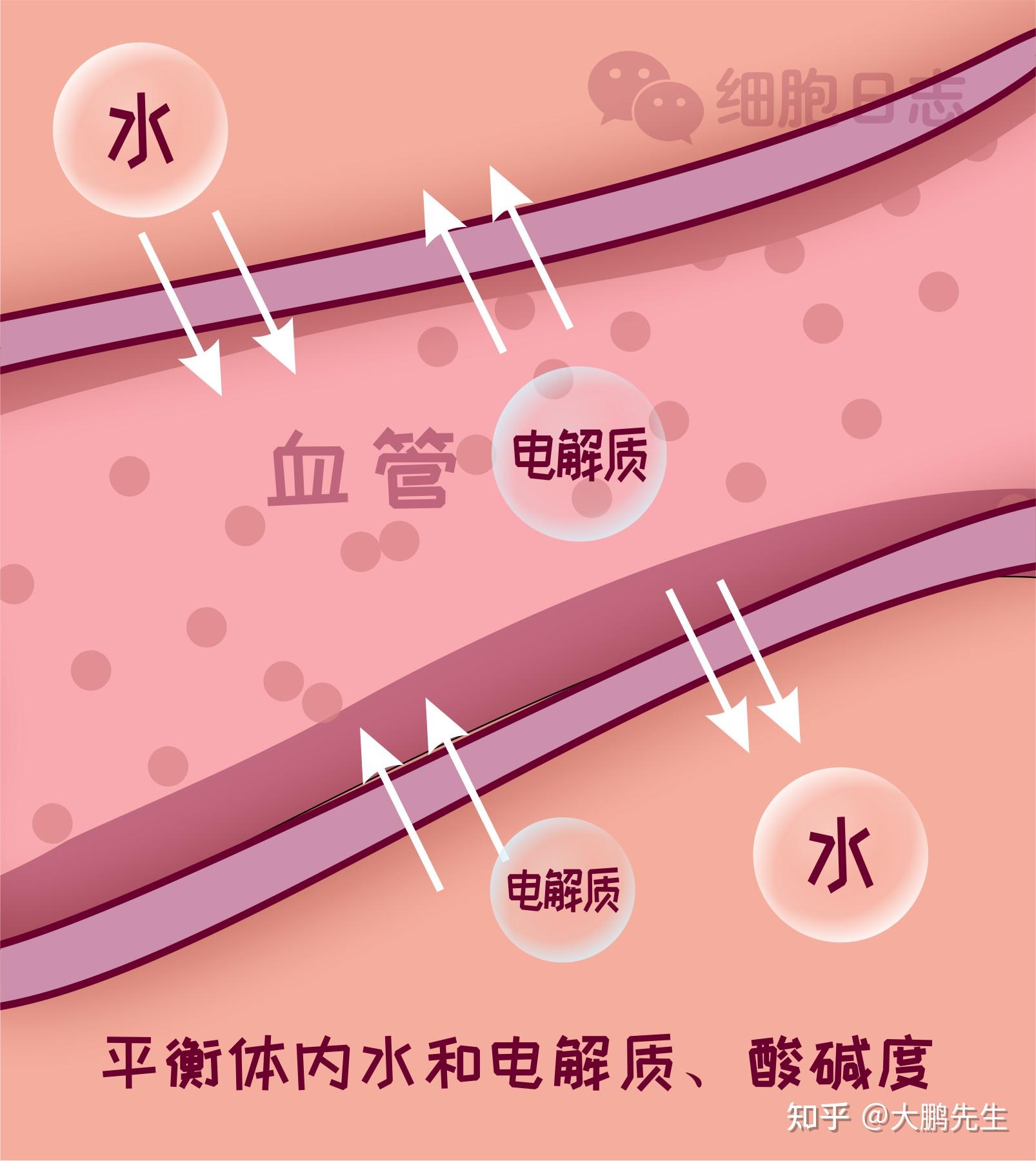 细胞日志新冠病毒面前看血液的强大功能