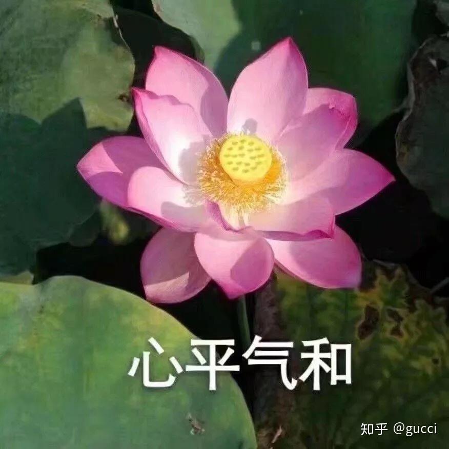 大家都用过哪些沙雕头像