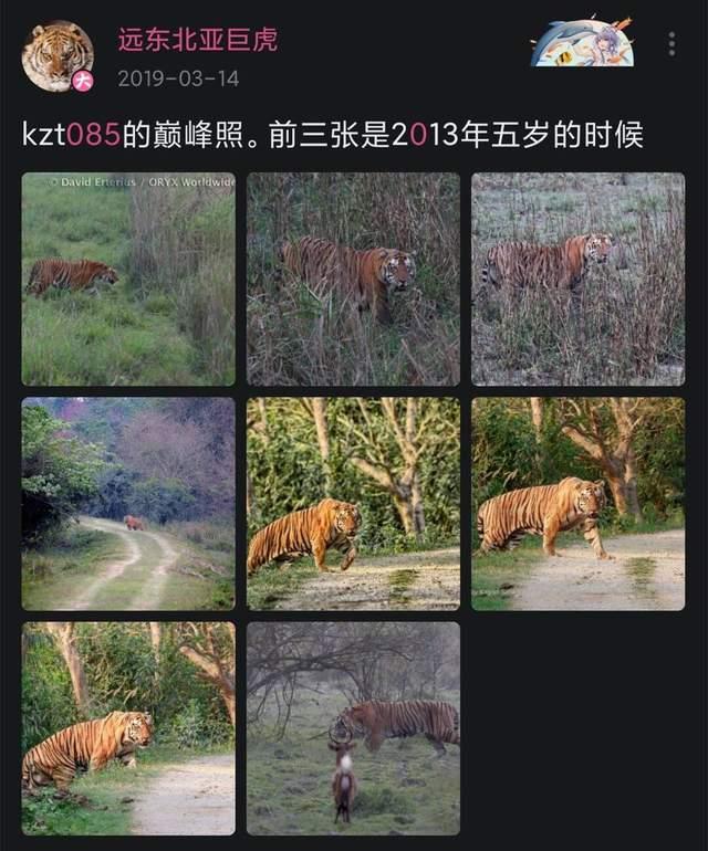 "猫科战力天花板"——kzt085真的双杀了犀牛与雄虎吗? - 知乎