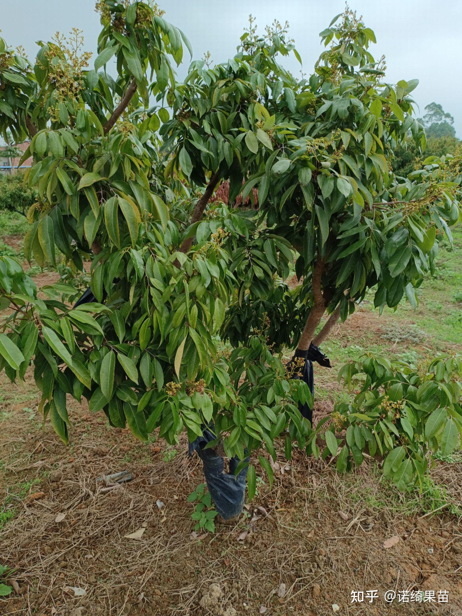 桂味荔枝大樹果苗嫁接果苗荔枝大樹苗綠化樹大樹桂味荔枝