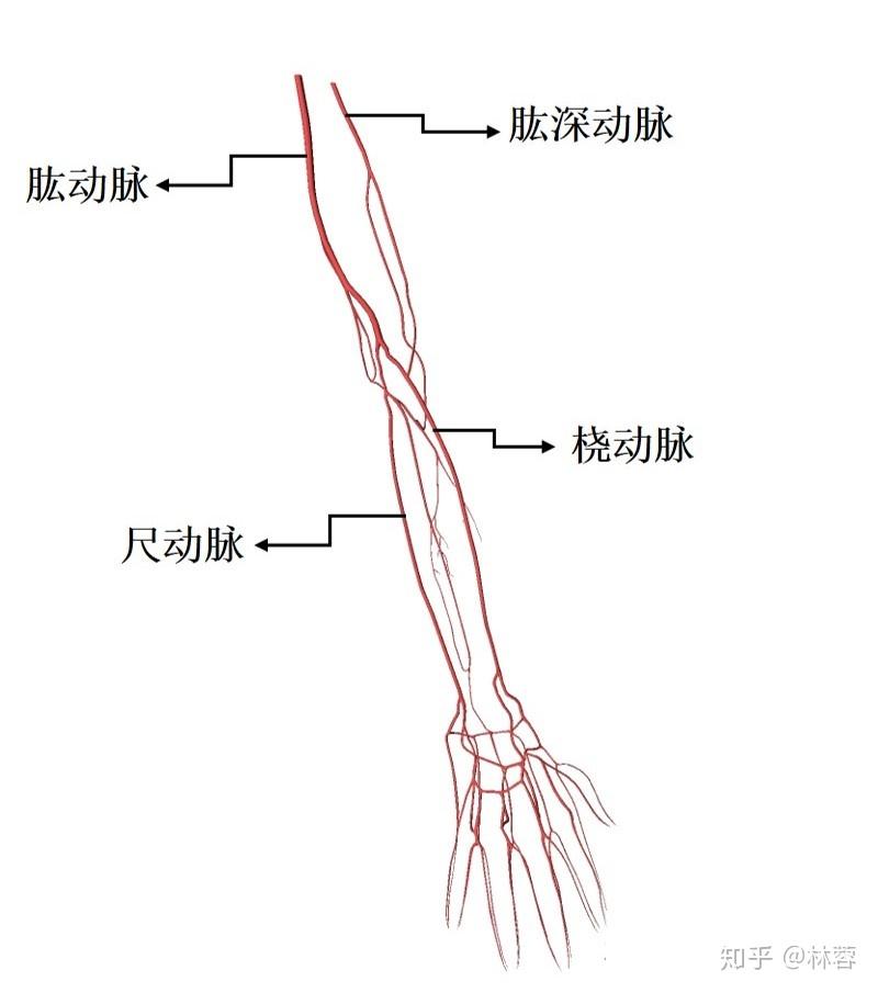 胳膊上的动脉血管图图片