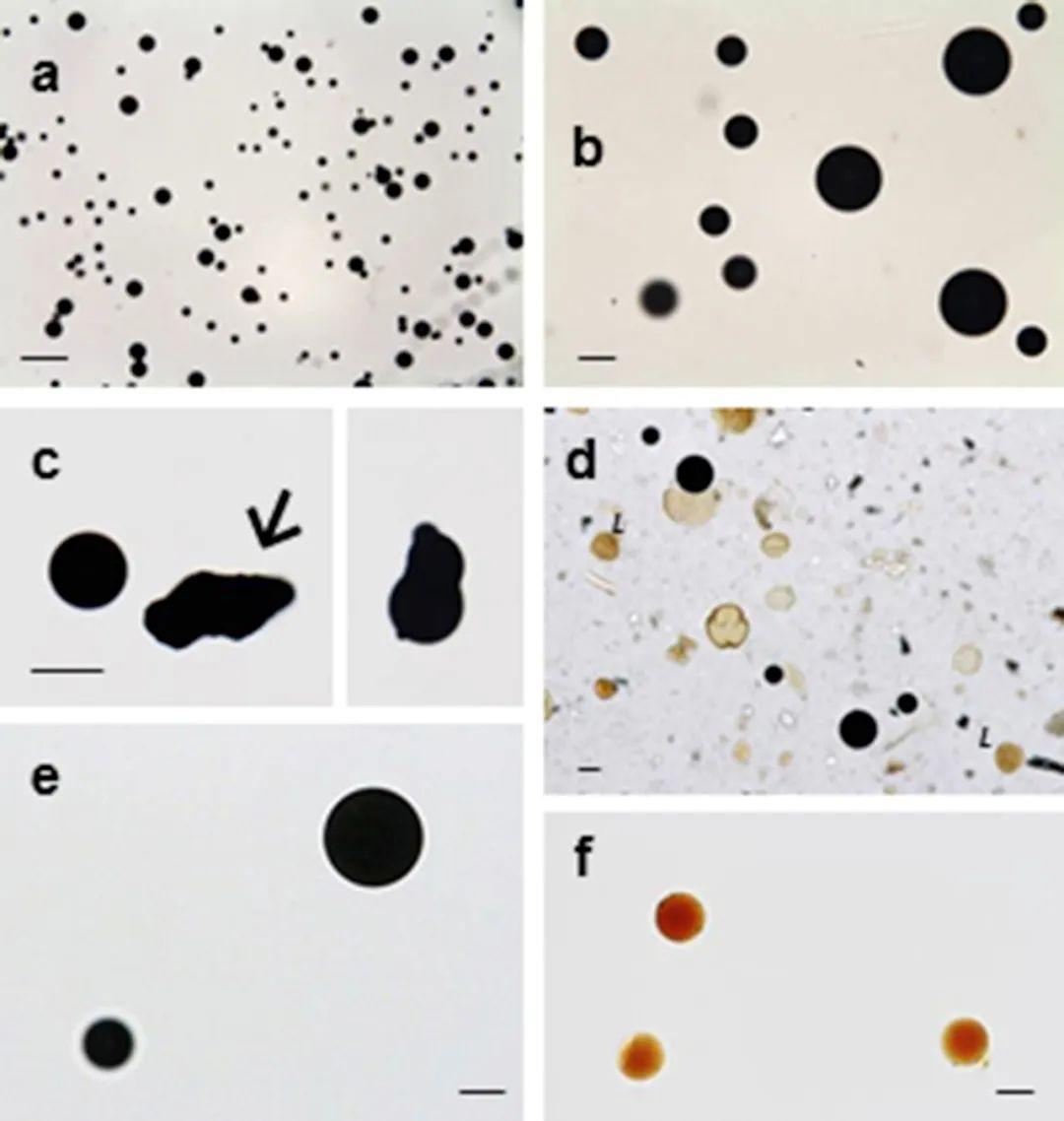 用它沾水绝对不湿身,还能做引擎燃料,这是什么神奇植物?