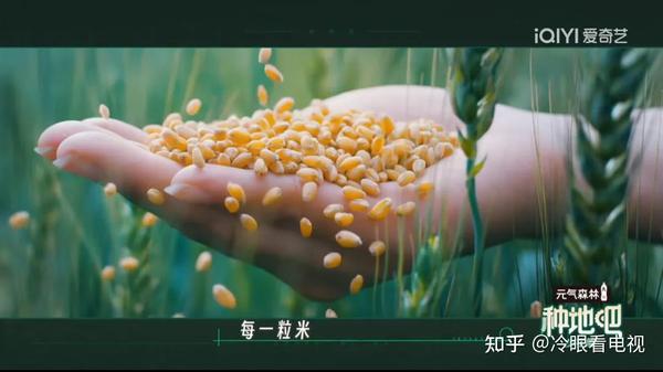 对话《种地吧》总导演杨长岭:敢不敢花半年时间,只是去种地? - 知乎