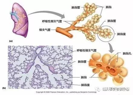 在肺泡中,二氧化碳和氧气的呼吸(气体交换)交换是通过膜壁和毛细血管