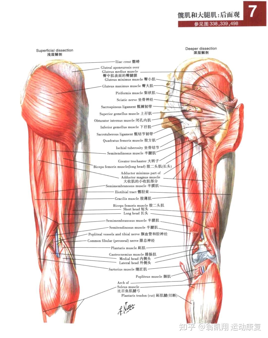 人体大腿根的结构图图片