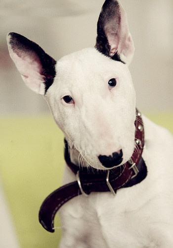 初品sap leonardo ml之味