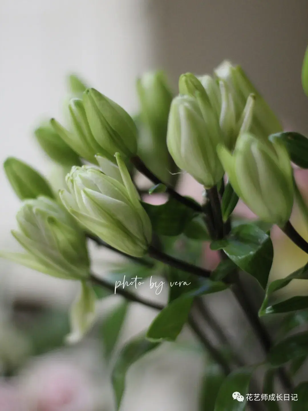 4 | 绿精灵百合,铁头归铁头,但美是真的!