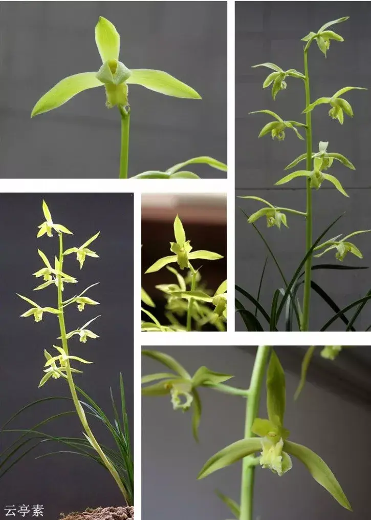 蕙兰素心鉴赏以及名品图鉴