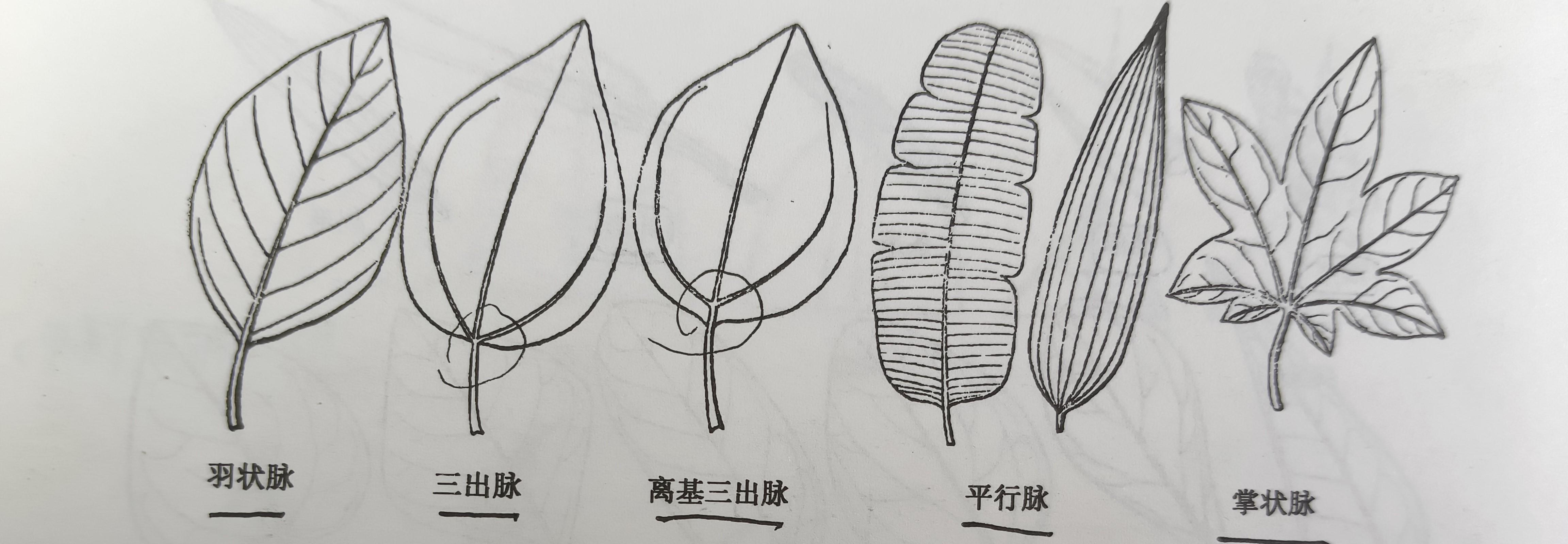 树叶leaf的构造 - 知乎
