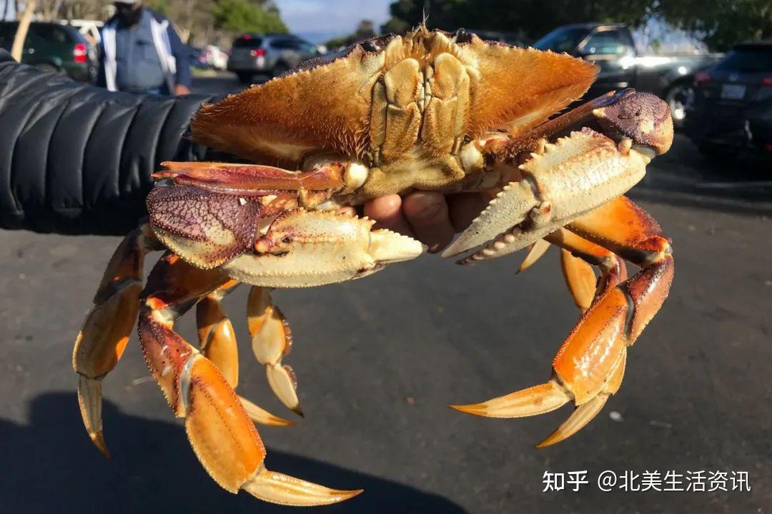 加州休闲捕螃蟹季正式开始啦～湾区最佳钓螃蟹地点盘点 知乎