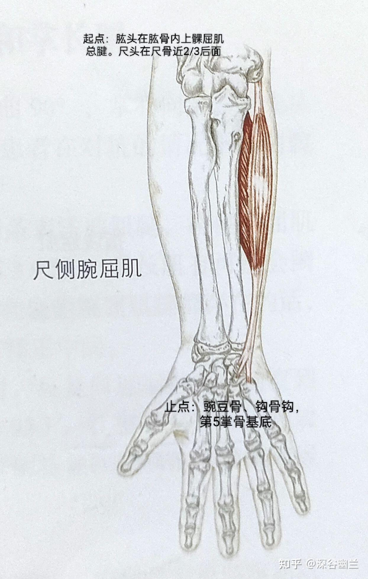 尺侧腕屈肌腱图片图片