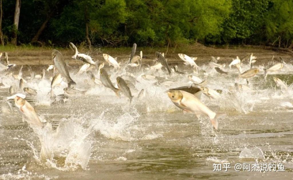 垂钓鲢鳙鱼的最全技巧! - 知乎