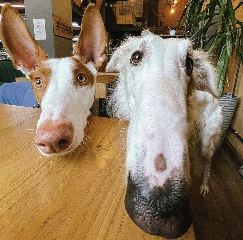 不过从今天起,当再想形容对方脸长时,除了马脸,还可以说狗脸.