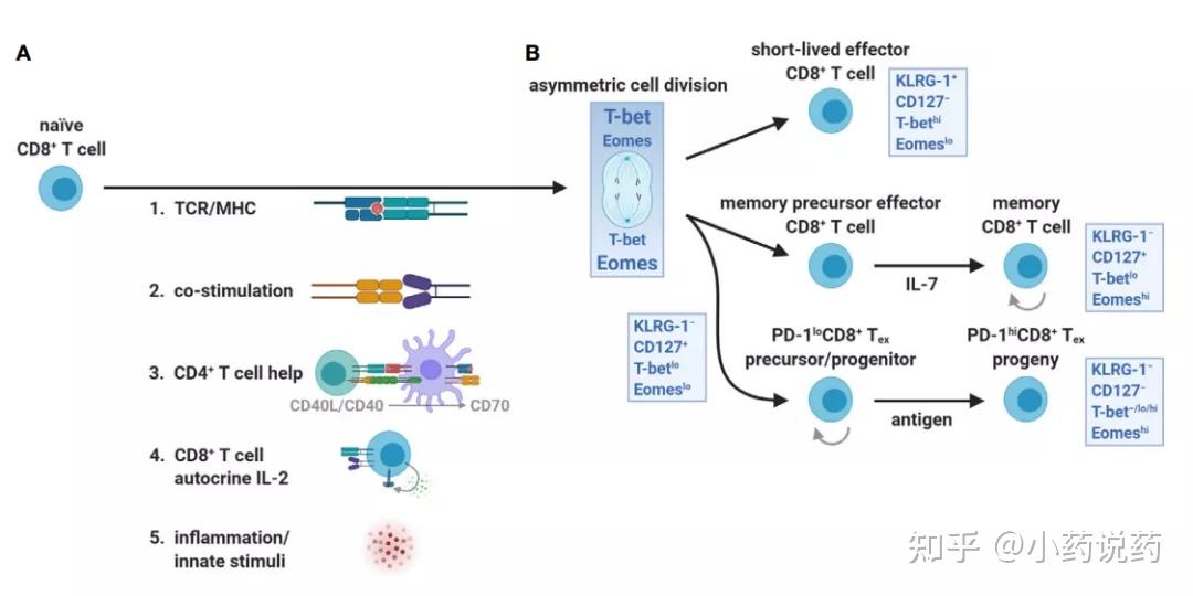 肿瘤免疫中的cd8 T细胞耗竭 知乎