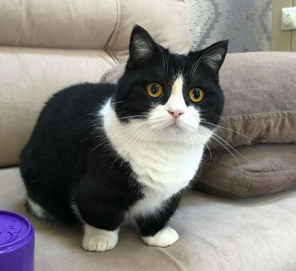 千万不要养戴白手套的猫血与泪的教训