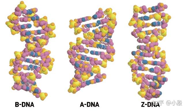DNA与RNA：遗传信息的守护者与传递者 - 知乎