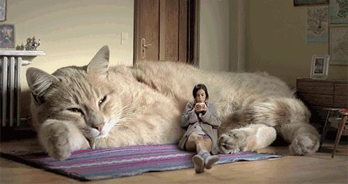 关于:猫咪知道疗愈人类心灵的秘密(动物疗法) - 知乎