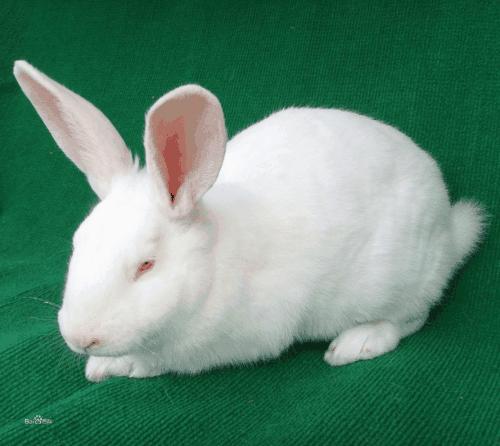 张凌恺周易人生 2021生肖运势全解 属兔2021年运势及运程 - 知乎