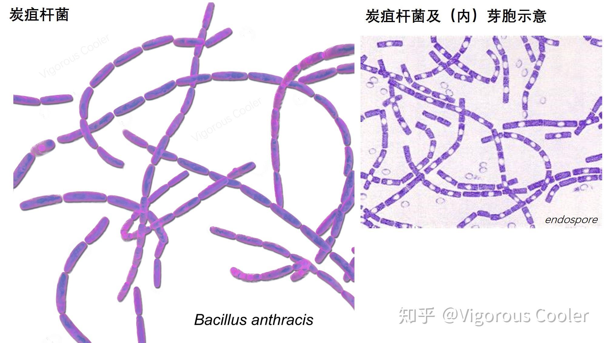 炭疽杆菌手绘图图片